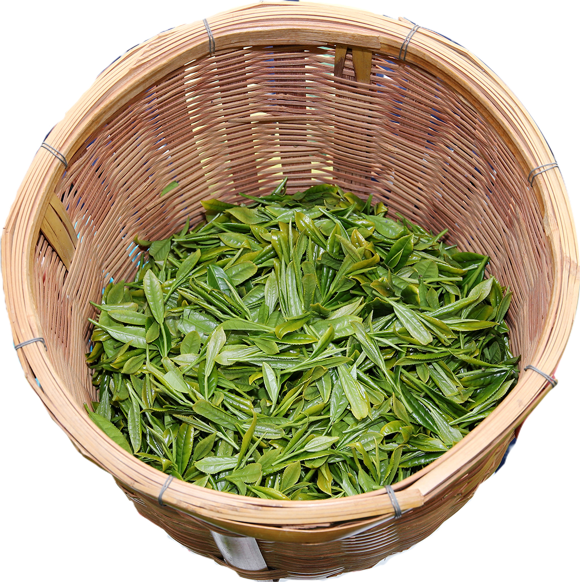 小野茶の収穫時期